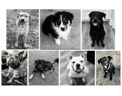 Tragic Van Fire Kills 7 Rescue Dogs En Route to Homes