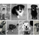 Tragic Van Fire Kills 7 Rescue Dogs En Route to Homes