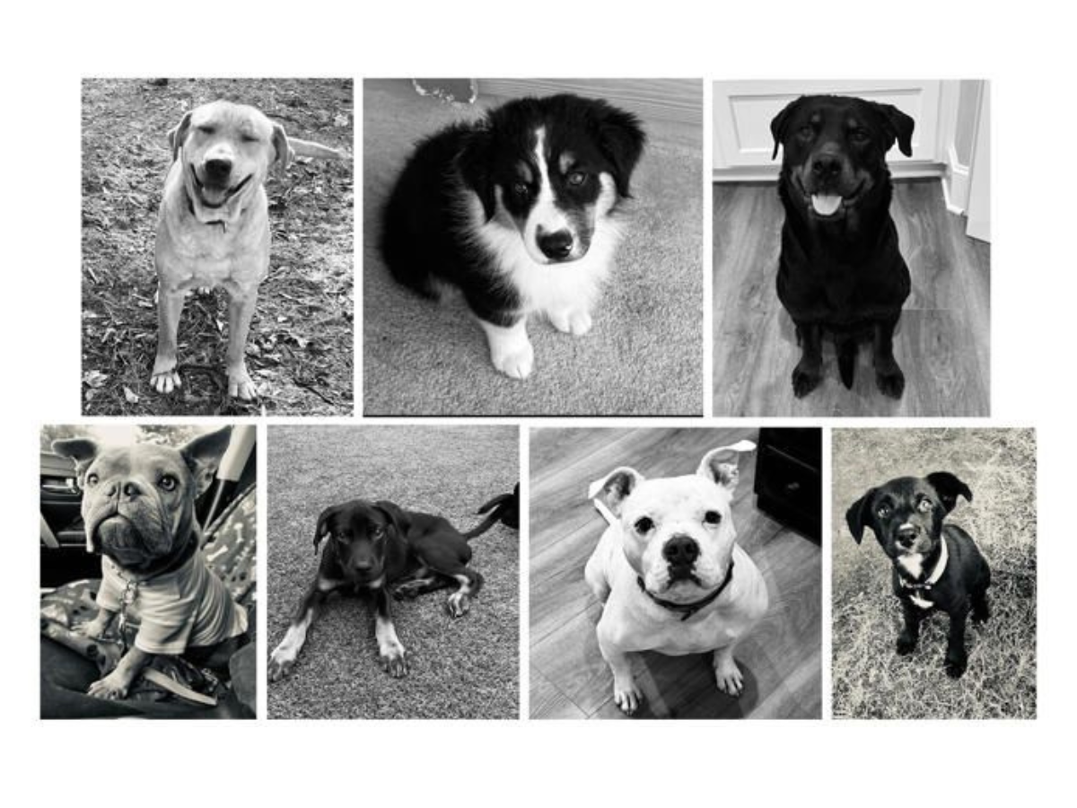 Tragic Van Fire Kills 7 Rescue Dogs En Route to Homes